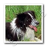 Dogs Border Collie - Border Collie - Iron on Heat Transfers