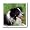 Border Collie - 8x8 Iron On Heat Transfer For White Material
