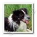 Dogs Border Collie - Border Collie - Iron on Heat Transfers