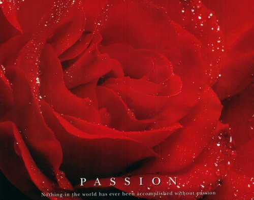 Passion (Red Rose) Framed Art Poster Print - 16" X 20"