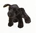 13 Plush Black Labrador Retriever