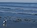 Longboard Surfer Watches the Surf Break on an Isla Vista Beach Artists Photographic Poster Print by Rich Reid, 30x40