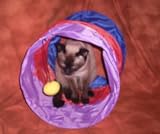 Cat Play Tunnel