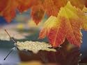 Close-up of Autumn Vine Maple Leaves Reflecting in Pool of Water, Bellingham, Washington, USA Photographic Poster Print by Steve Satushek, 16x12