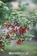 Red Lake Currant Plant, One Gallon Container by Monrovia Growers