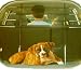 UKayed Adjustable Height Easy To Fit Car Dog Rack