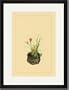 Black Framed/Matted Print 17x23, Daylily, Miscanthus, Japanese Glove Flower, and Patria...