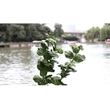 Decorative Home&garden Artificial Plants/flowers Floral ---Mint Leaves 3pc Set