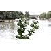 Decorative Home&garden Artificial Plants/flowers Floral ---Mint Leaves 3pc Set