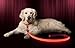 ILLUMISEEN LED Dog Collar USB Rechargeable - Bright & High Visibility Lighted Glow Collar for Pet Night Walking -Weatherproof, in 6 Colors & 6 Sizes (Pink Large)