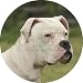 from Fridge Magnets American Staffordshire Bull Terrier Dog Fridge Magnet Stocking Filler, Ref:AD-SBT9FM