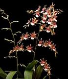 Oncidium Irene 'Mamaw' 1645ha
