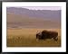 A Common Eland Grazing in a Ngorongoro Crater Field (Taurotragus Oryx) Framed Art Pos...