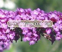 BUTTERFLY BUSH VIOLET Buddleia Davidii --- 20 Flower Seeds