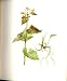Perrin Ltd Ed 1914 Flowering Plant GARLIC MUSTARD