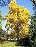 Eigenschaften tropical.garden  / Tulpenbaum - Liriodendron tulpifera 5K