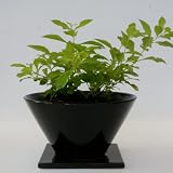 【Vita】観葉植物 デュランタライム シャープカラードポット(ブラック)
