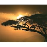 (16x20) Jim Zuckerman African Sky 2 Art Print Poster