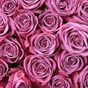 12 Gift Wrapped Lavender Silk Roses - Valentine's Day