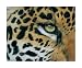 Camouflage Animals Art Poster Print by Lucie Bilodeau, 24x20