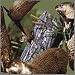 B Dazzle River Otters Scramble Squares 9 Piece Puzzle