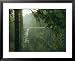 A Bridge Spans a Salmon Spawning River in a Temperate Rainforest Collections Framed Photographic Poster Print, 31x25