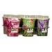 Proteam GH1063 Ready Steady Grow Set of 6 Flowers