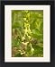 Framed Prints of Birthwort - in flower. Widely used as a medicinal plant from Ardea Wildlife Pets