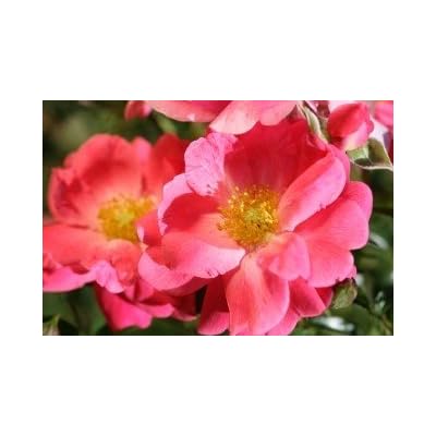 Floral Carpet Pink Supreme Rose Bush-2 pink supreme rose bush floral carpet-2