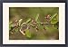 Framed Prints of A wild cotoneaster from Ardea Wildlife Pets