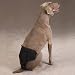 Kitchen & Housewares : LARGE - ClearQuest Male Pup Pants