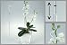 Glasi Hergiswil グラスィ ヘルギスヴィル ORCHIDEENSTAB オーキッドホルダー フレキシブル スイスのガラスブランド 職人による手作りのガラス 蘭 支柱 ポール: ゴージャスな蘭を、手作りガラスの支柱で綺麗に演出出来ます。2つのパーツをガラスの留め具で留めるので、長さも調節可能。胡蝶蘭や蘭をより一層綺麗に引き立たせます。1817年から続く、スイスのGlasiHergiswil...