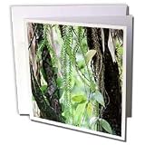 Albom Design Close Up - Inside a Rainforest Tropical Queensland Australia - Greeting Cards-12 Greeting Cards with envelopes