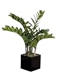 Artificial 25" Zamioculca in Black Cube Vase