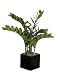 Artificial 25" Zamioculca in Black Cube Vase
