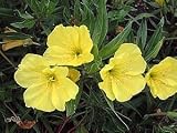 Yellow Evening Missouri Primrose- 25 Plants-Oenothera