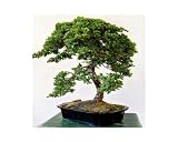 Juniper Bonsai Cascade - Ships Via 2-Day Air!