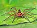 Six Spotted Fishing Spider Feeding on Fly, Pennsylvania, USA Photographic Poster Print