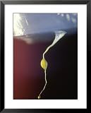 Cellular Slime Mould, Dictyostelium Discoideum Sorocarp Containing Spores Framed Art Poster Print by David M. Dennis, 25x31