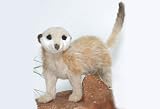 Hansa Plush Soft Toy Meerkat with poseable tail. Reviews