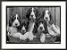 Five Large Spaniel Puppies Crowded in a Basket Owner: Browne Collections Framed Photographic Poster Print by Thomas Fall, 36x27