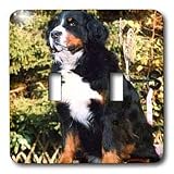 Dogs Bernese Mountain Dog - Bernese Mountain Dog - Light Switch Covers - double toggle switch