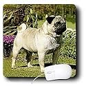 Dogs Pug - Fawn Pug - Mouse Pads