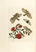 Maria Sibylla Merian's Metamorphosis insectorum Surinamensium Plate 49 Pomegranite Flower & Lantren Fly, Museum Quality Facsimile Giclee Print(Limited Edition Museum Quality Facsimile Giclee Print)