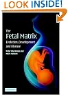 The Fetal Matrix: Evolution, Development and Disease