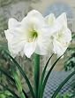 Amaryllis White Christmas