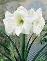 Amaryllis White Christmas