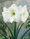 Amaryllis White Christmas