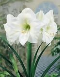 Amaryllis White Christmas