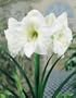 Amaryllis White Christmas - 28/30cm Bulb